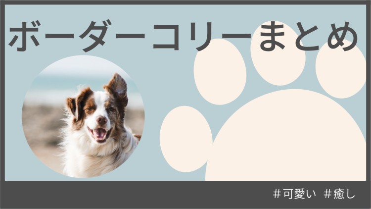 フリスビー大好きボーダーコリー